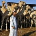 market_camel_embaba_cai_v_0035_egy0298.jpg